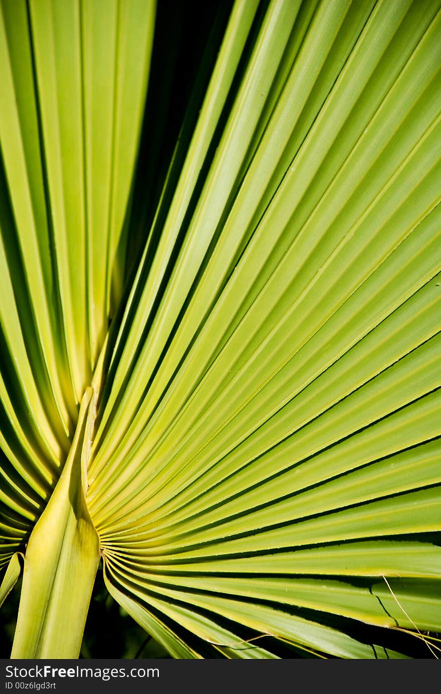 Image of a the center of a beautiful tropical palm leaf