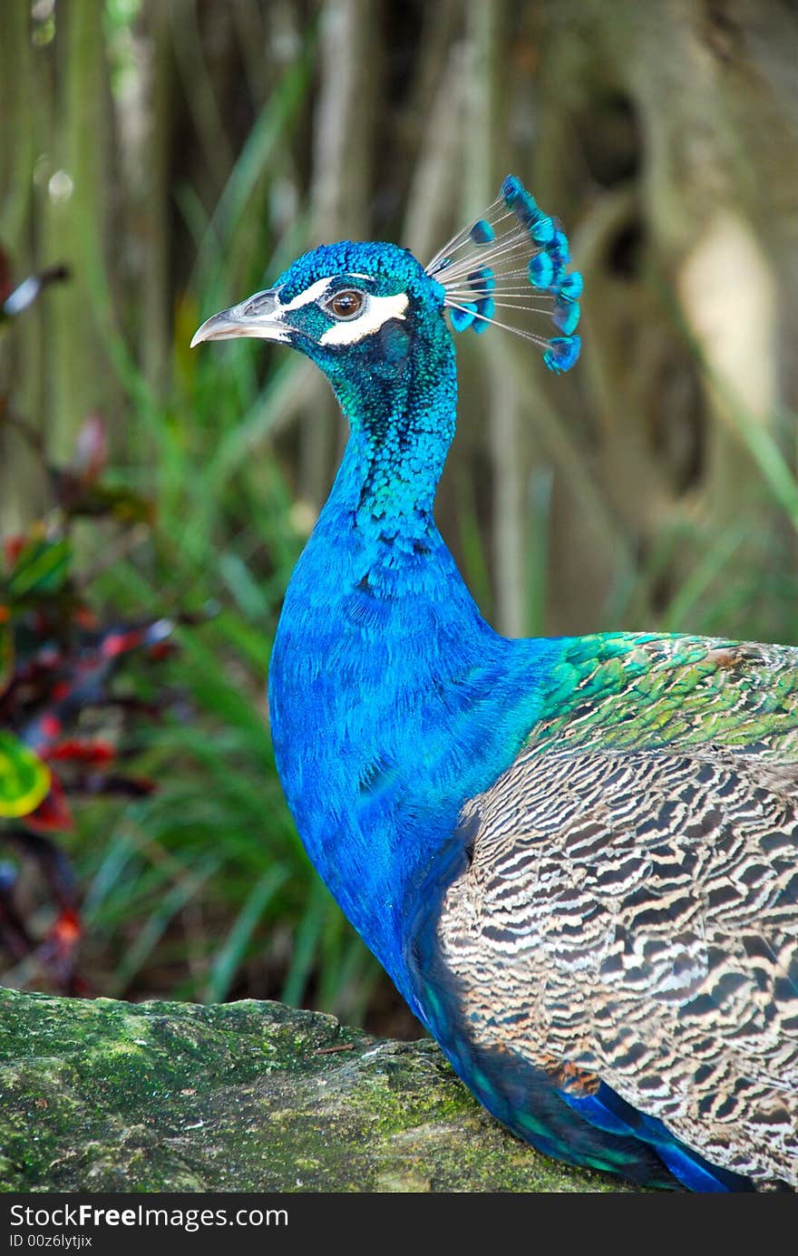 Closeup of beautiful blue peacock