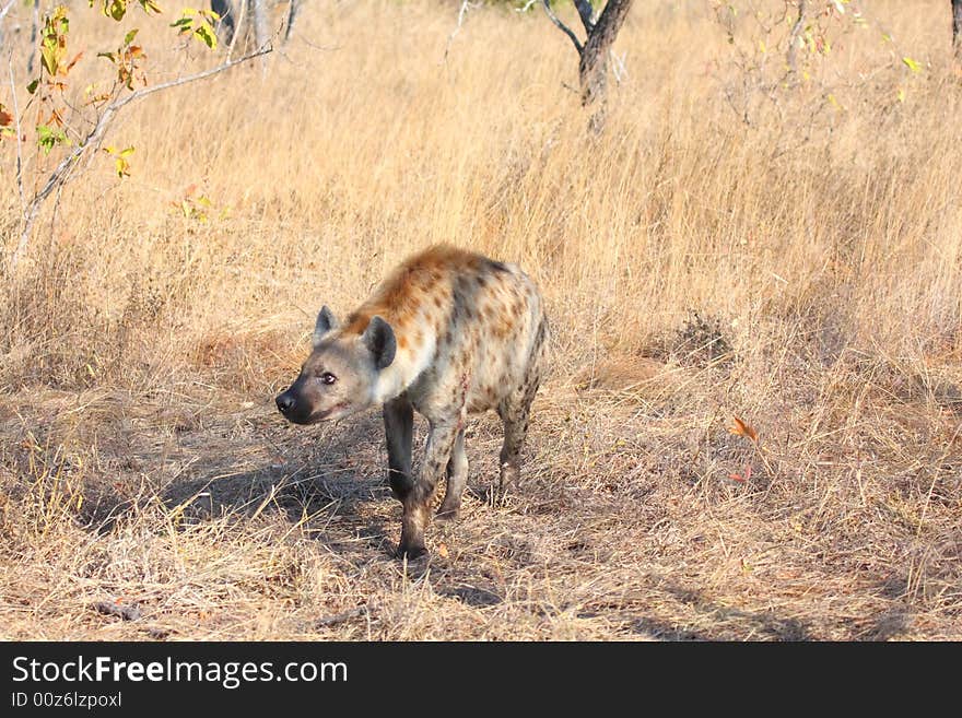 Hyena in Sabi Sands