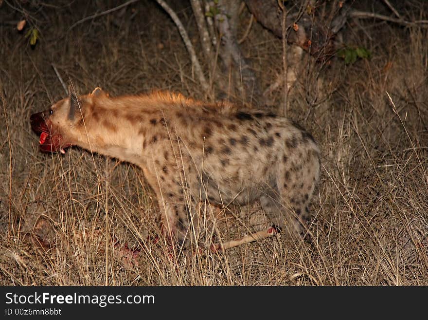 Hyena on a kill in Sabi Sands