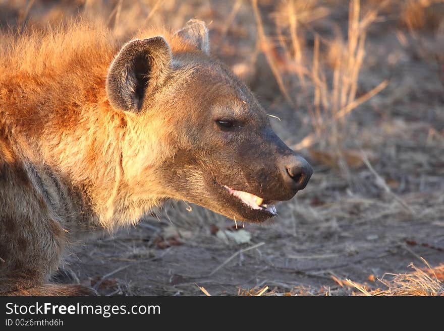 Hyena in Sabi Sands