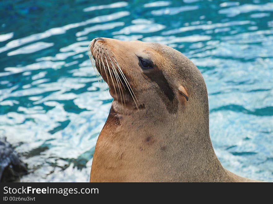Closeup of a sea lion