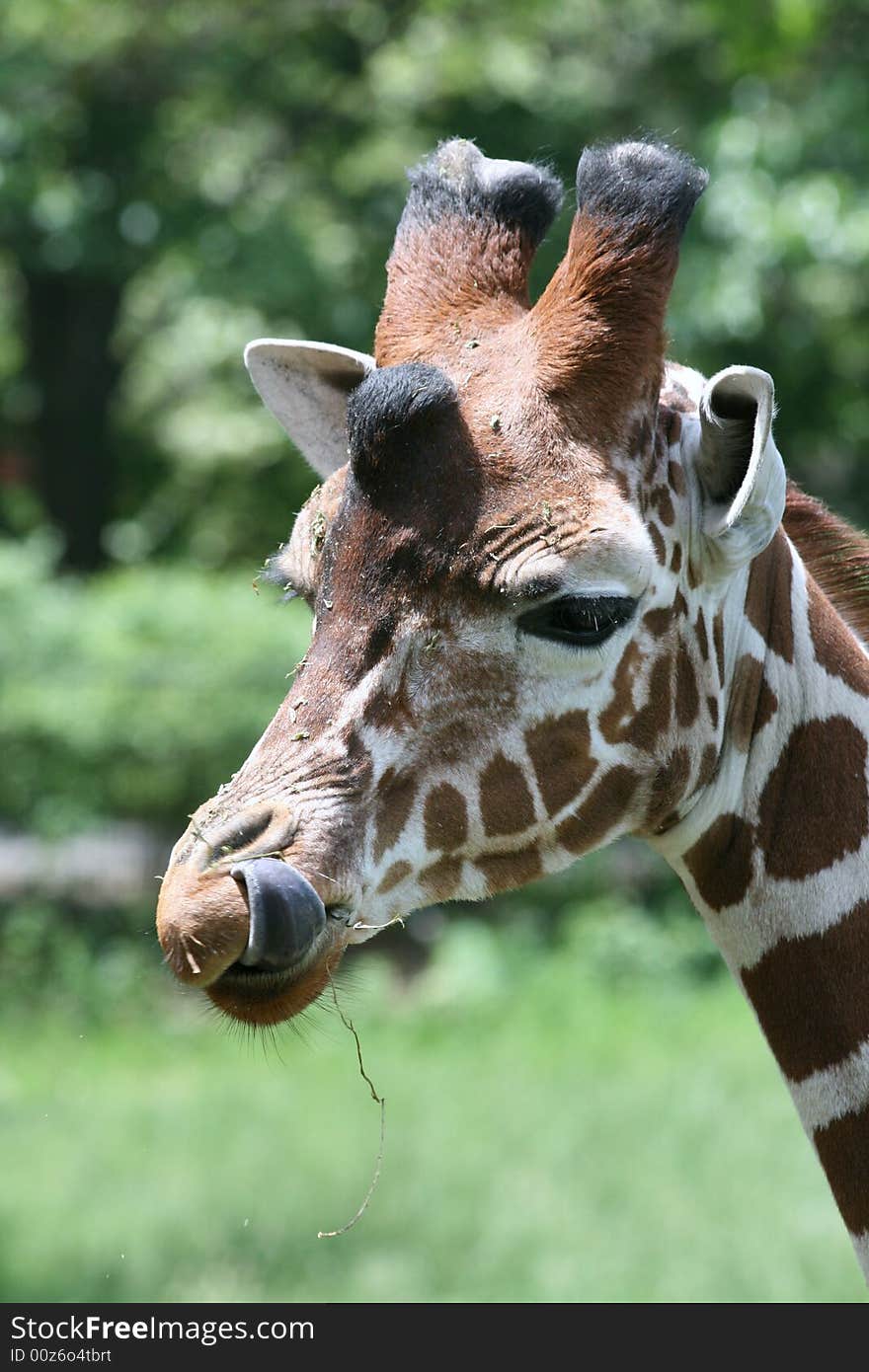 Giraffe tongue