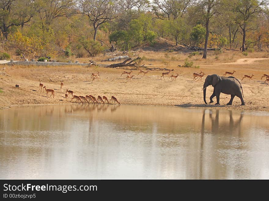 Elephant in Sabi Sands