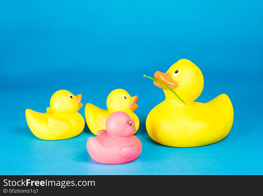 Four rubber ducks on blue background