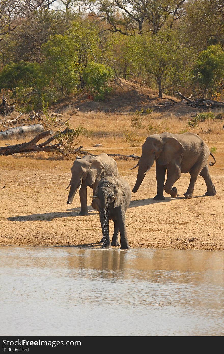 Elephant in Sabi Sands