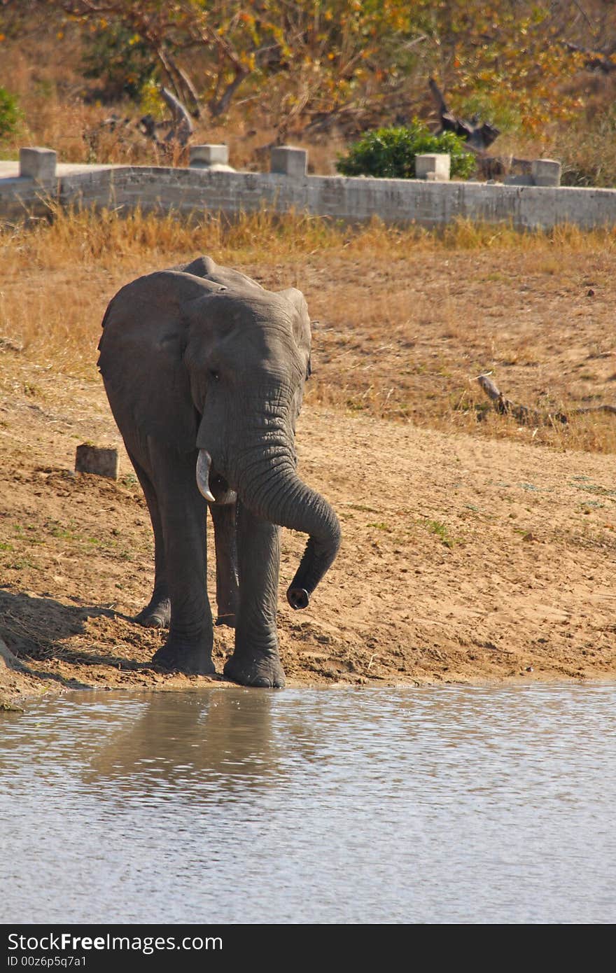 Elephant in the Sabi Sand Reserve. Elephant in the Sabi Sand Reserve