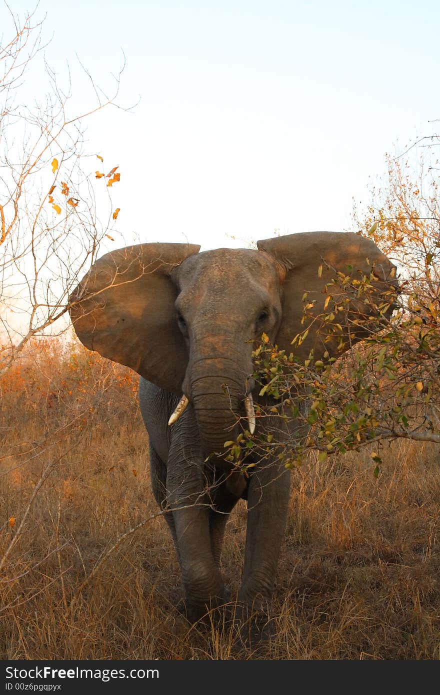 Elephant in the Sabi Sand Reserve. Elephant in the Sabi Sand Reserve