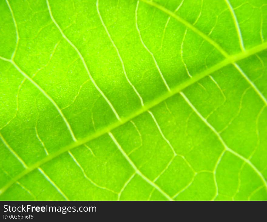 Green leaf macro lines