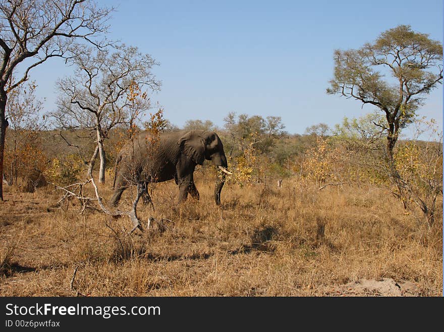 Elephant in Sabi Sands