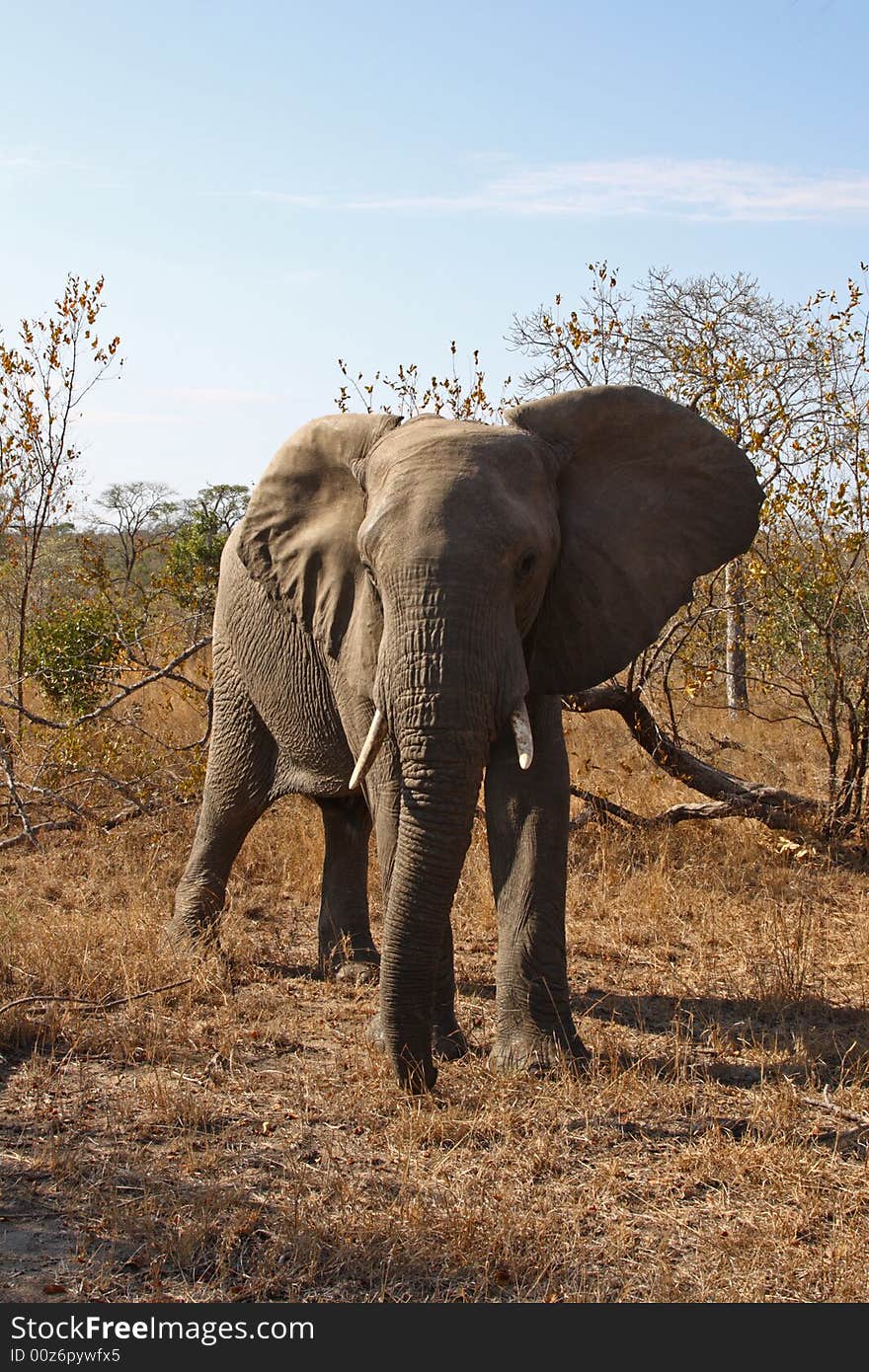 Elephant in the Sabi Sand Reserve. Elephant in the Sabi Sand Reserve