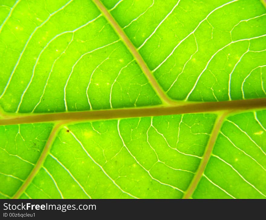 Green leaf macro lines