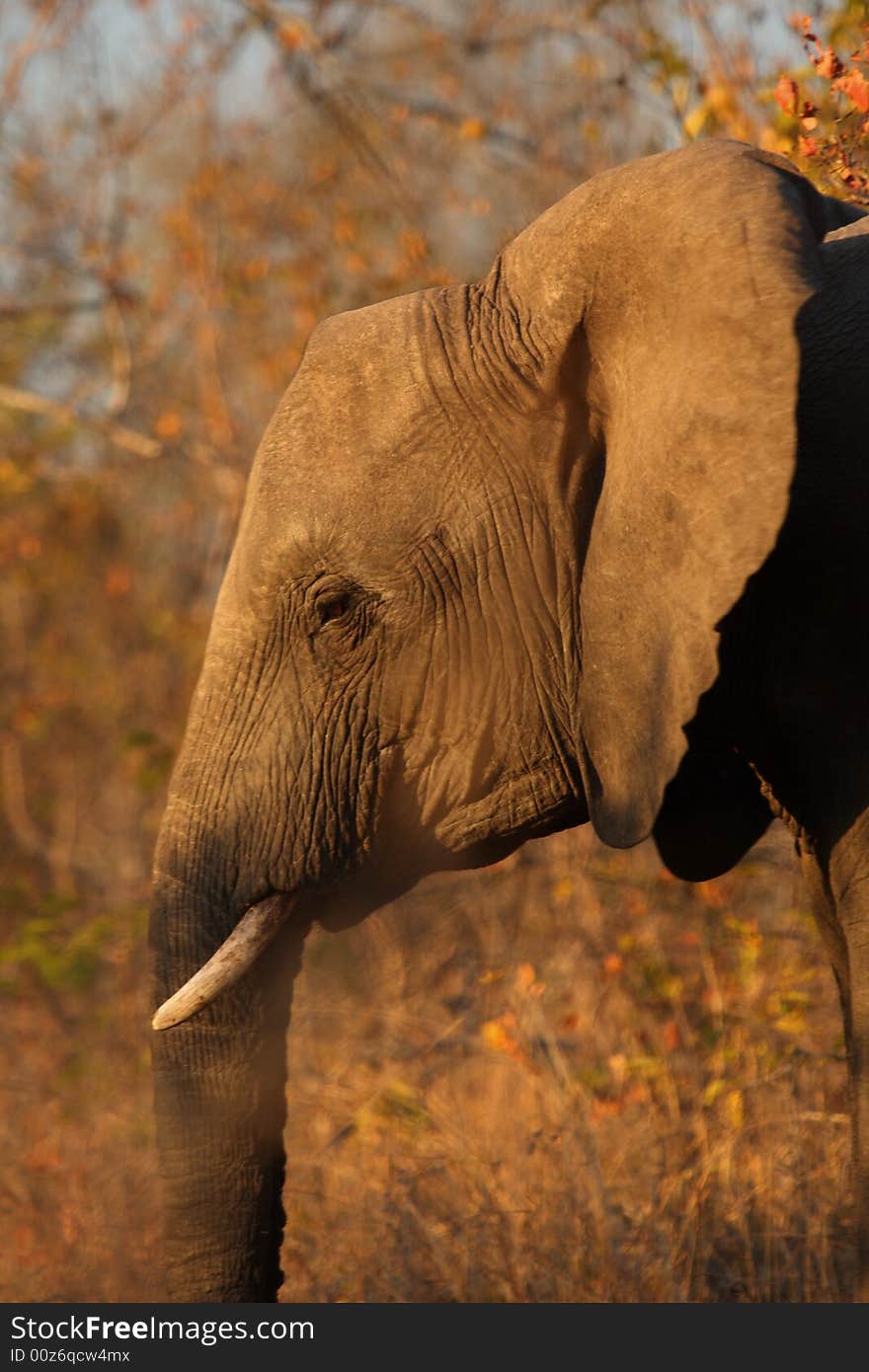 Elephant in Sabi Sands