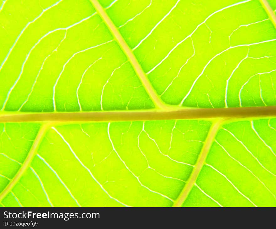 Green leaf macro lines nature plant