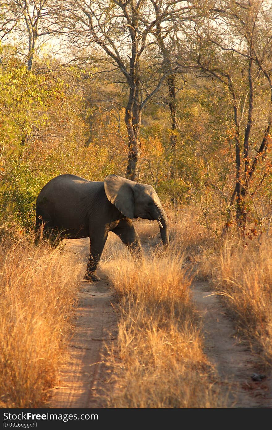 Elephant In Sabi Sands