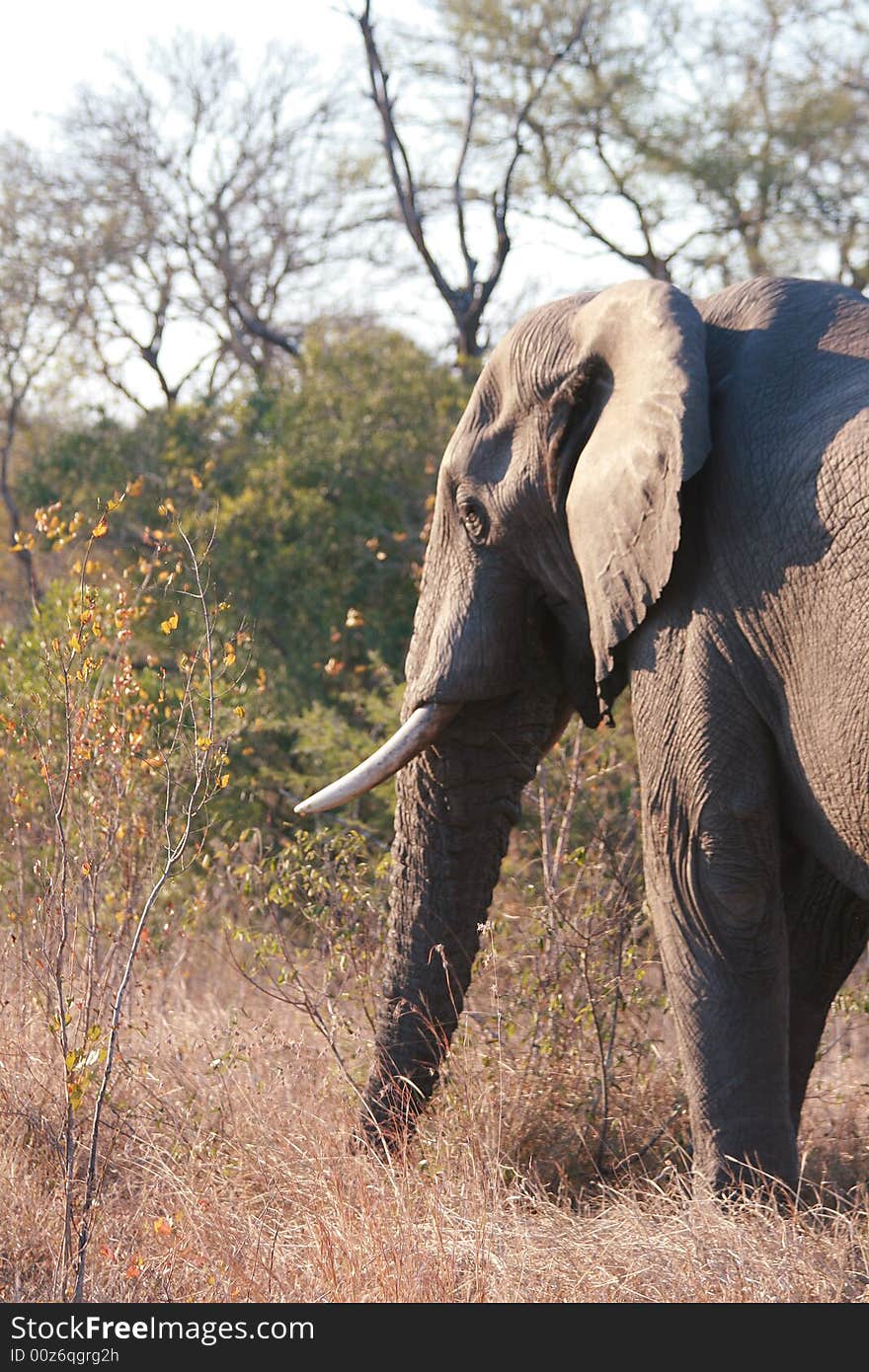 Elephant in the Sabi Sand Reserve. Elephant in the Sabi Sand Reserve