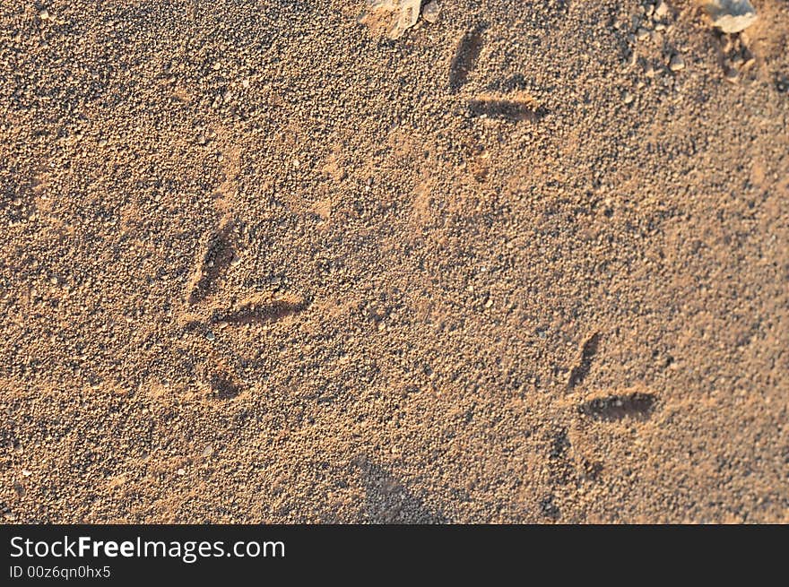 Foot prints in the sand. Foot prints in the sand