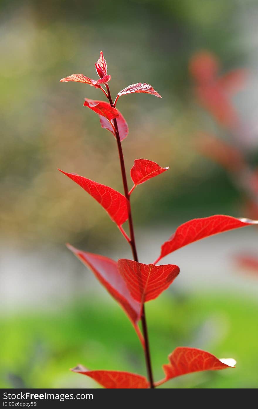 Red leaf