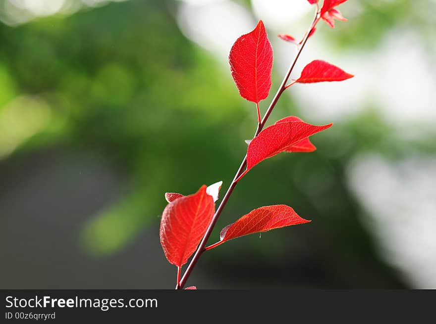 Red leaf