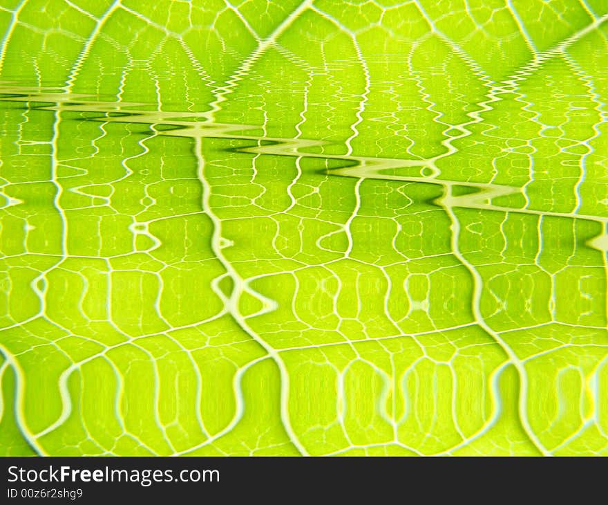 Green leaf macro vains bright