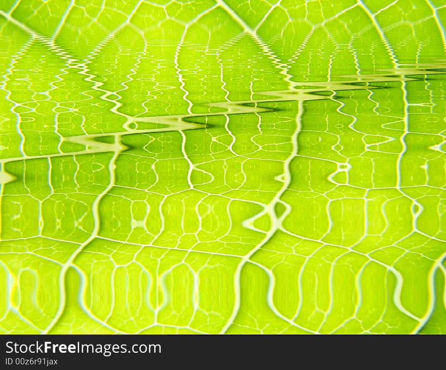 Green leaf macro vains bright