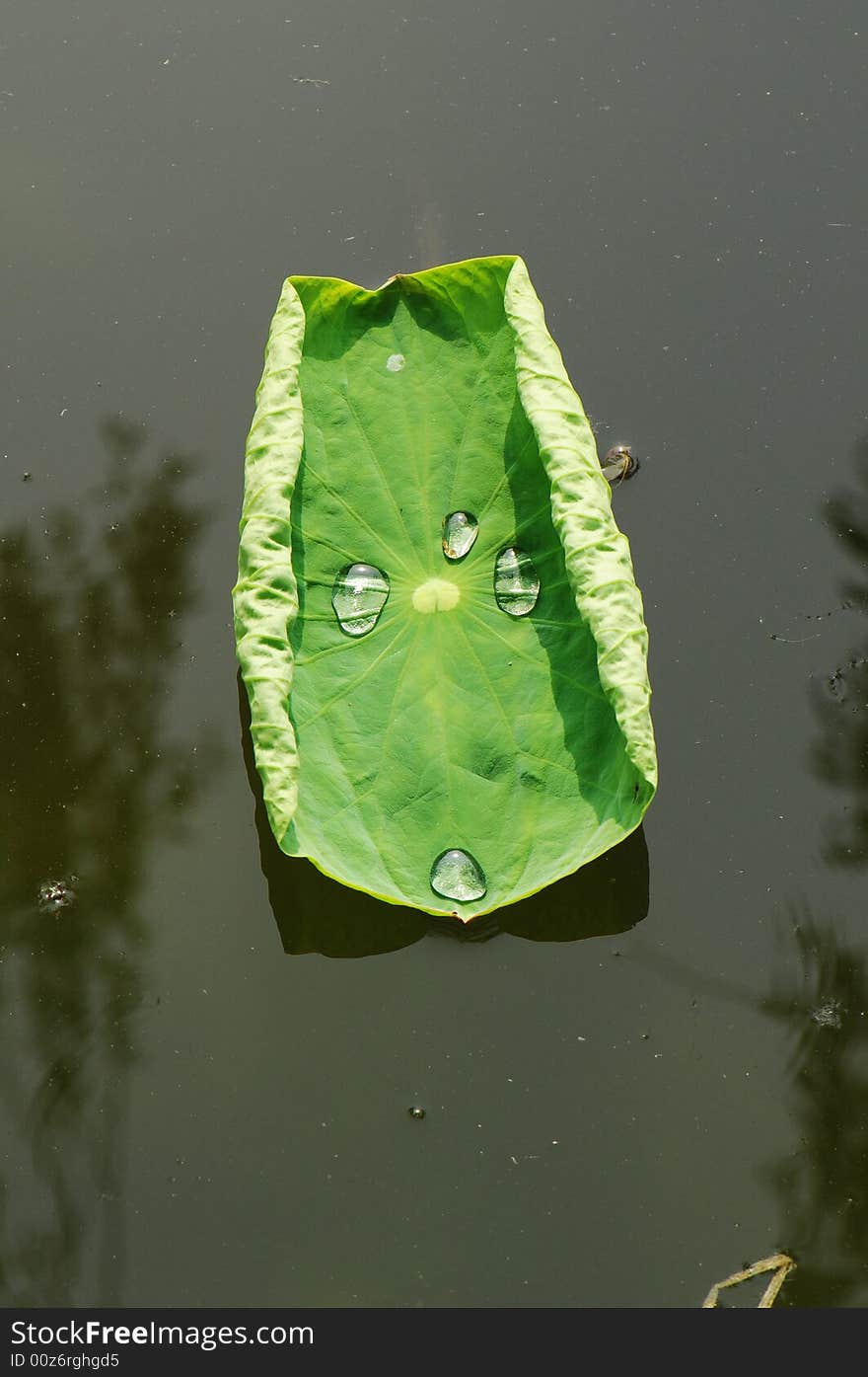 Lotus Leaf