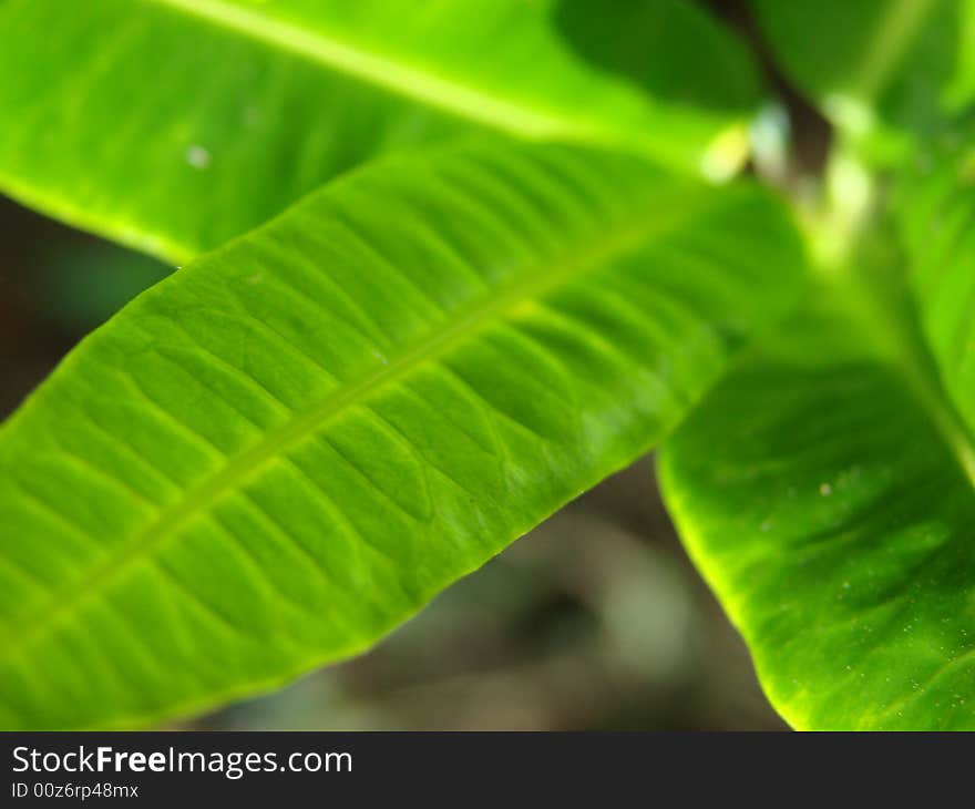 Leaf green