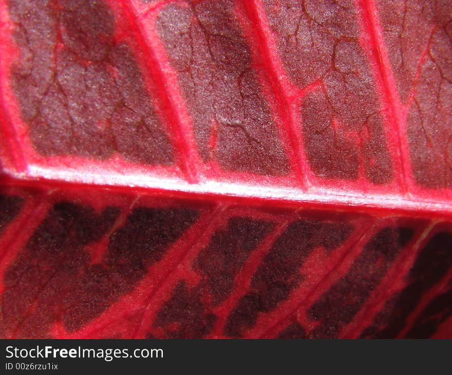 Macro shot leaf red vains. Macro shot leaf red vains