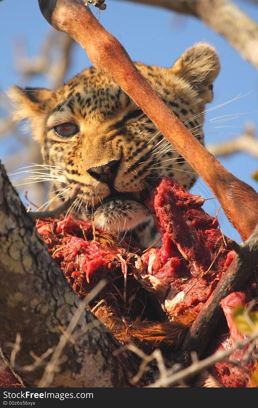 Leopard In A Tree With Kill