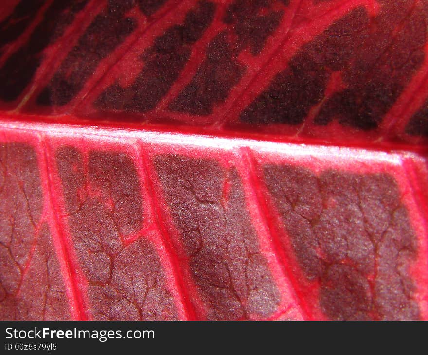 Red Leaf Macro