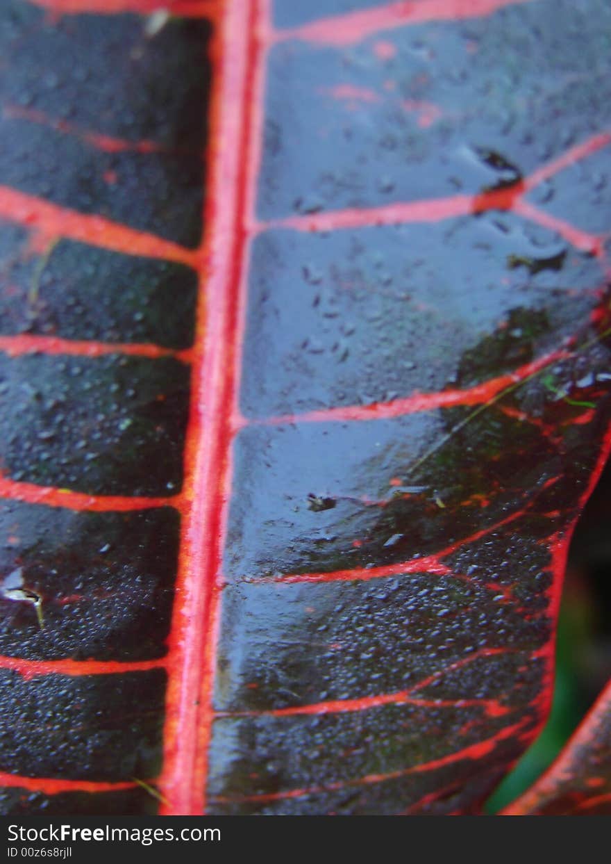 Red Leaf Macro