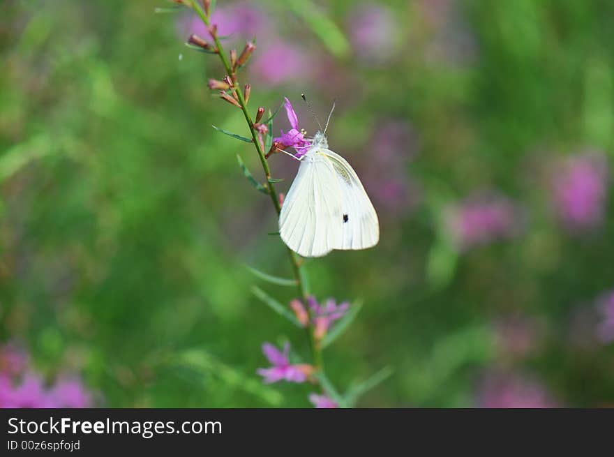 White butterfly on flower under sunshine