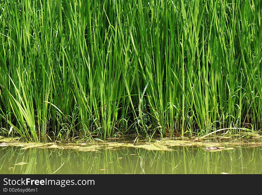 Green grass in lake under sunshine in summer