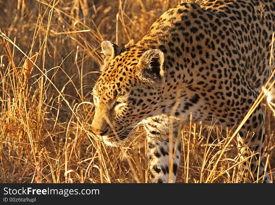 Leopard in the Sabi Sands Reserve