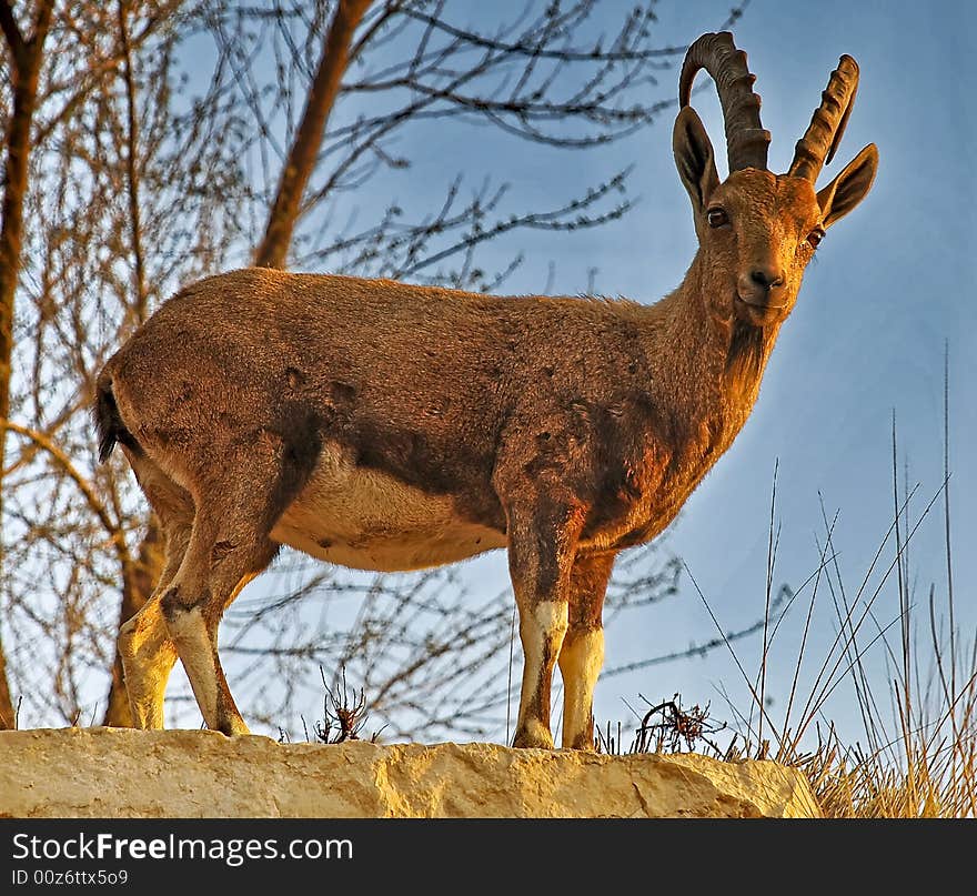 Wild billy goat in desert of Sde-Boker. Wild billy goat in desert of Sde-Boker