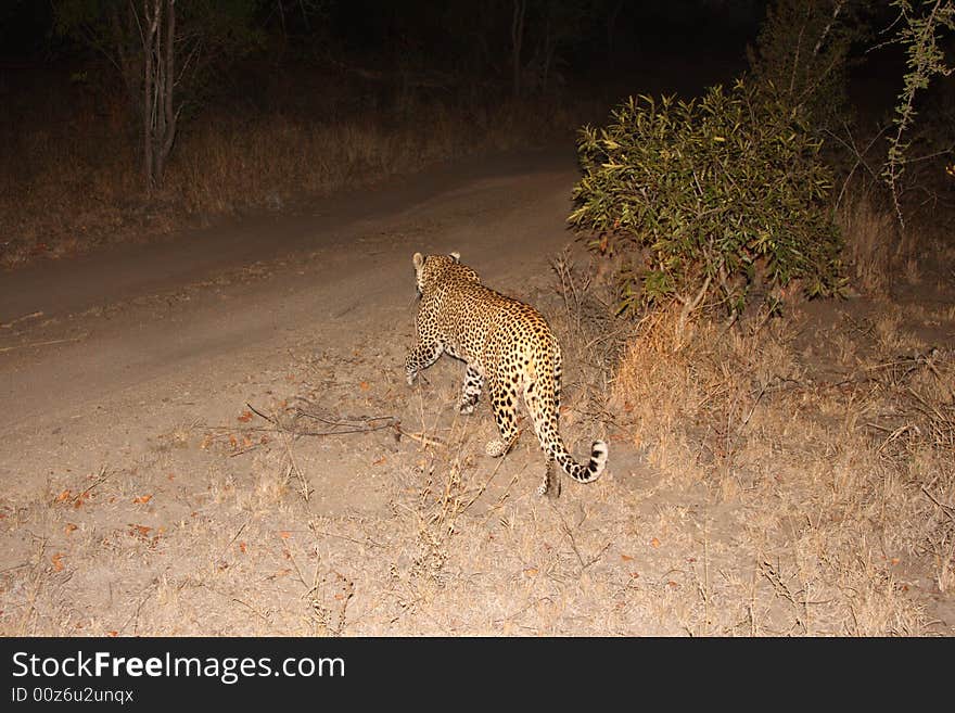 Leopard in the Sabi Sands Reserve