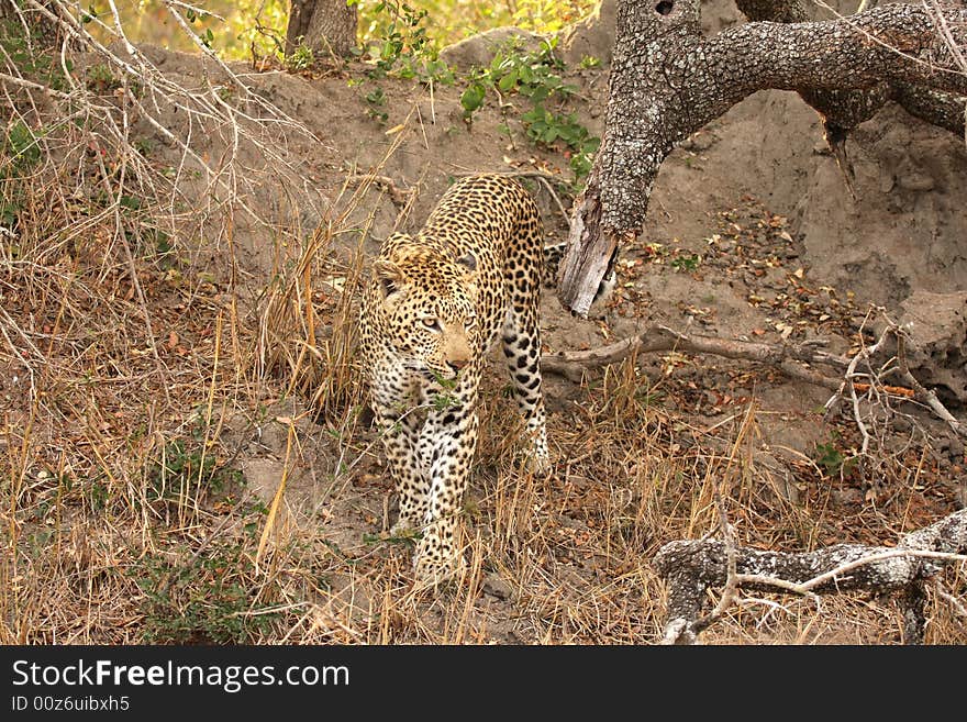 Leopard in the Sabi Sands