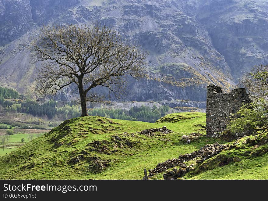 An isolated tree and a ruined stone barn in St Johns in the Vale, English Lake District. An isolated tree and a ruined stone barn in St Johns in the Vale, English Lake District