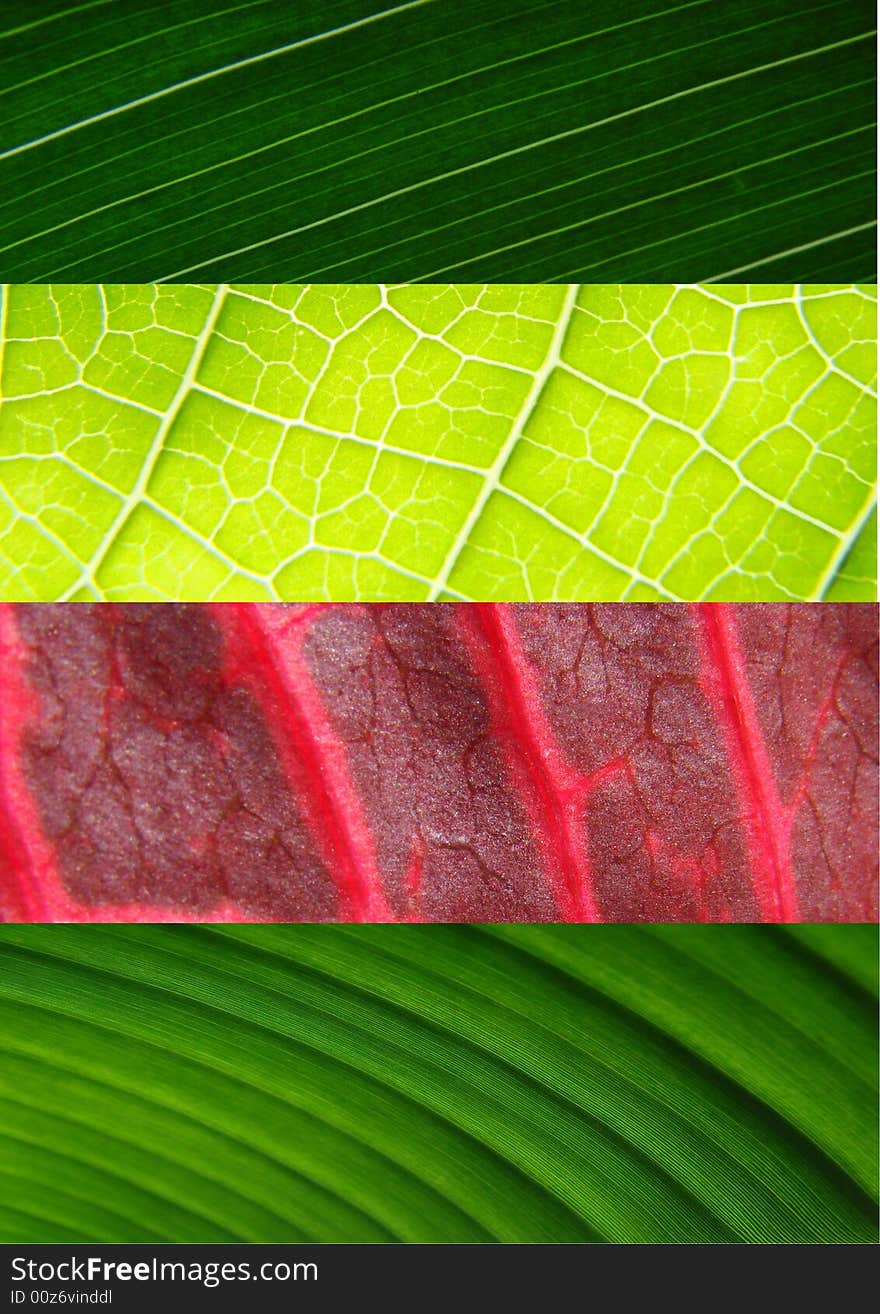 Leaf collage green macro structure