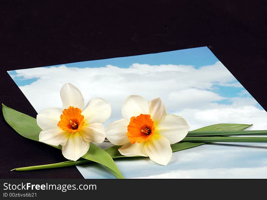 Sky letter background with flowers - sky piece of paper laying on black backround -  place for additional text or logo. Sky letter background with flowers - sky piece of paper laying on black backround -  place for additional text or logo