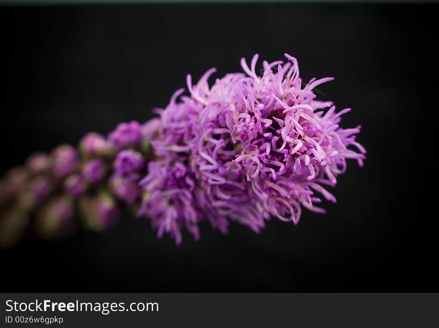 Purple Flower close up with selective focus