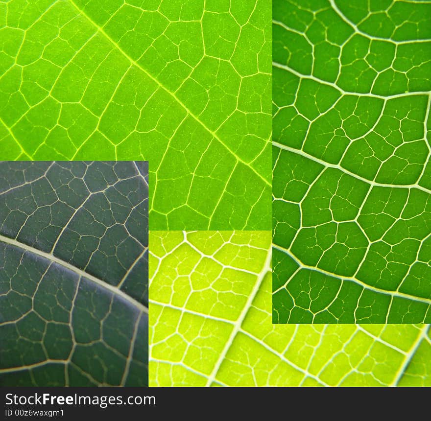 Leaf Collage Green