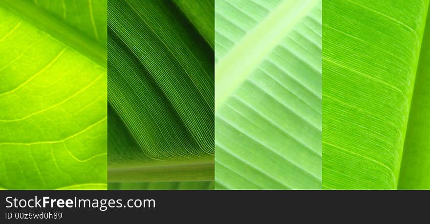 Leaf collage green macro structure