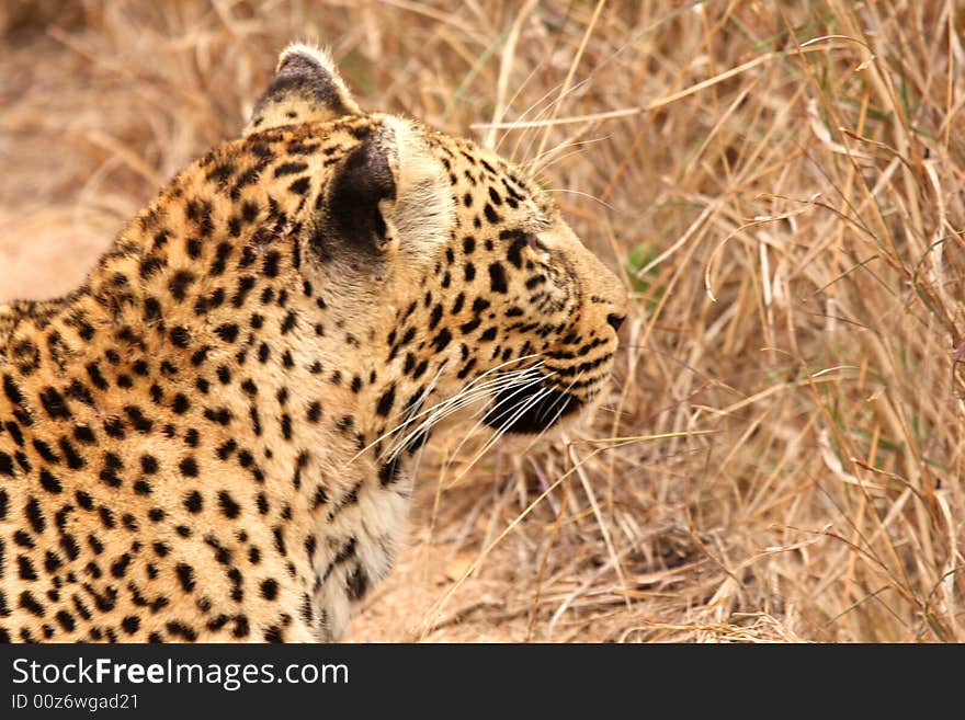 Leopard in the Sabi Sands Reserve