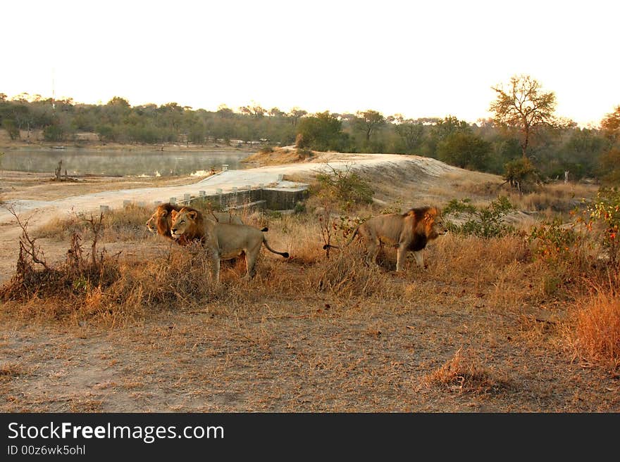 Lion in Sabi Sands Reserve, South Africa. Lion in Sabi Sands Reserve, South Africa