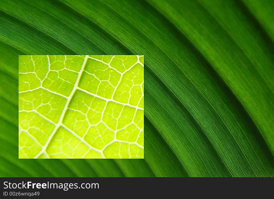 Leaf Macros Bright Dark