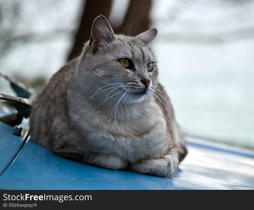 Pretty gray cat resting on car hood. Pretty gray cat resting on car hood