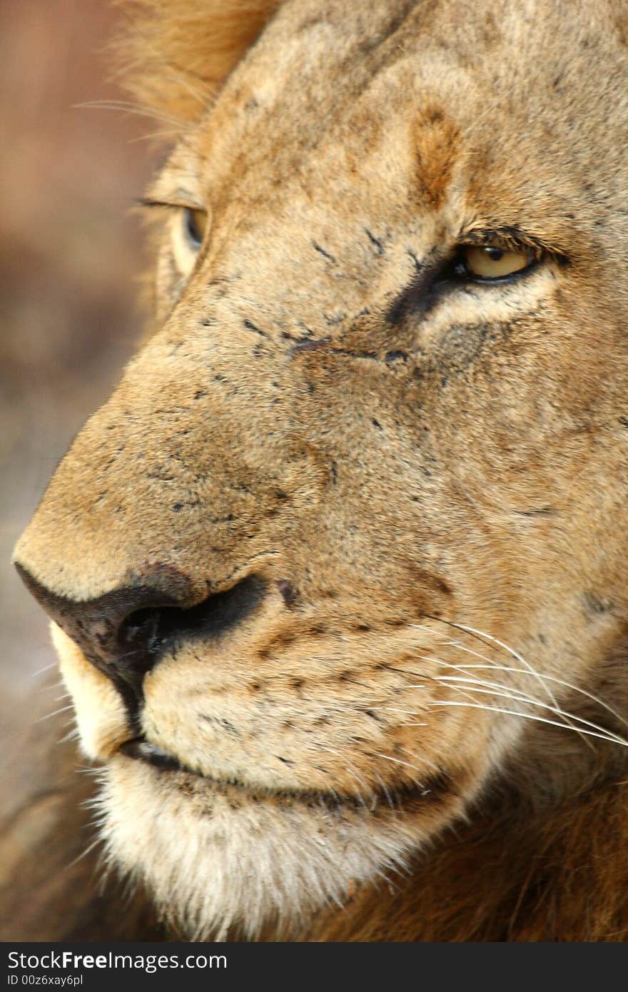 Lion In Sabi Sands