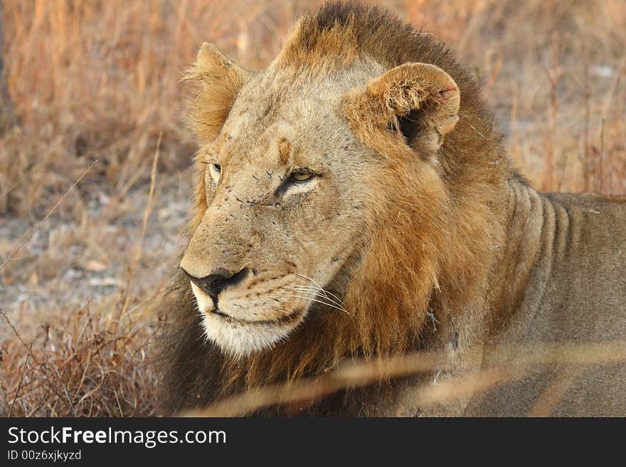 Lion in Sabi Sands Reserve, South Africa