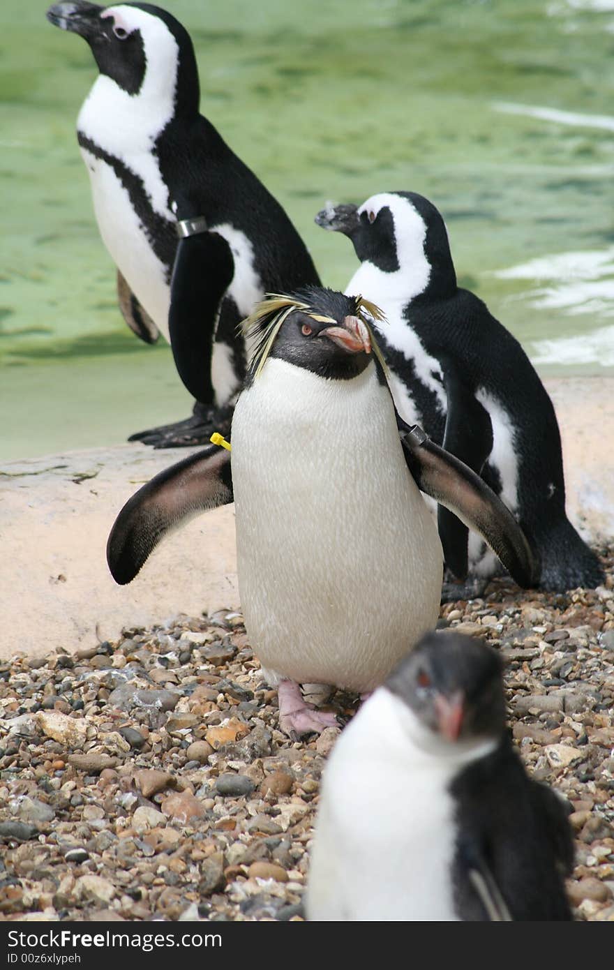 A group of different penguins